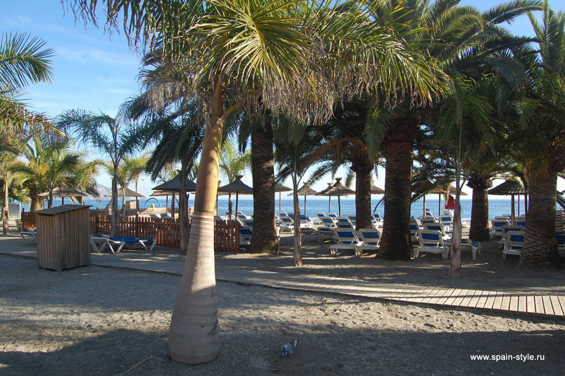 Лежаки под пальмами на пляже