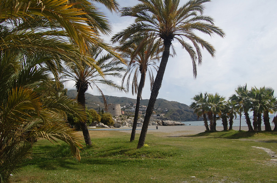  Palm trees near the beach 