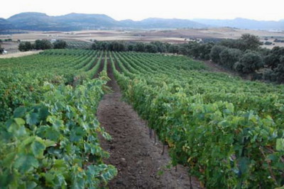 3 Fincas with vineyards and hotel in Malaga
