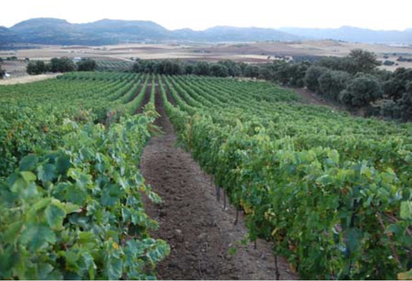 Boutique Hotel  and Bodega with Vineyards in Malaga