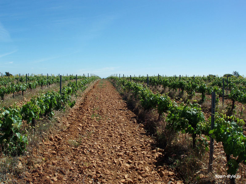  Винодельня с виноградниками в Испании, Леон