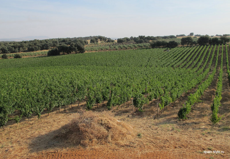  виноградники, Винодельня с виноградниками в Испании, Малага 