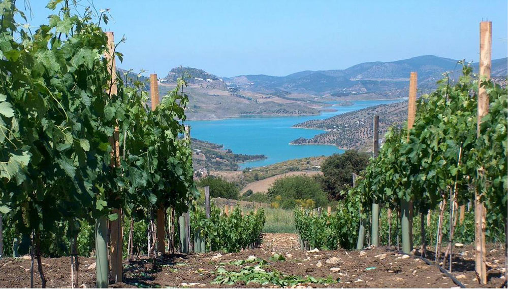 Вид на озеро с виноградника