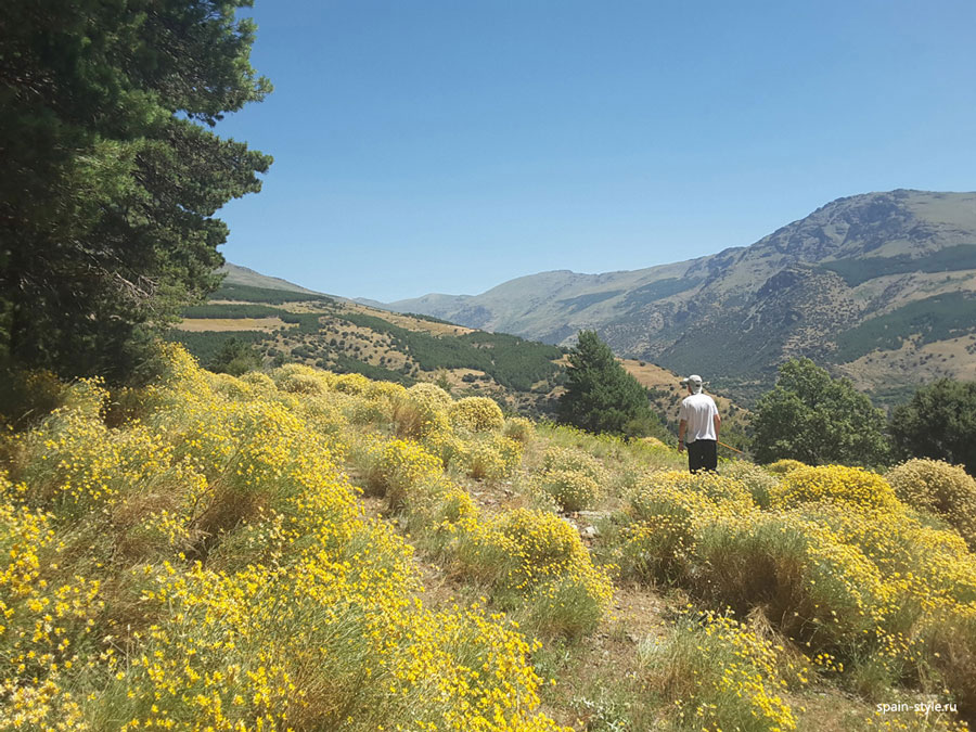 Hierba de miel,  Finca con cortijo en Parque Natural de Sierra Nevada 