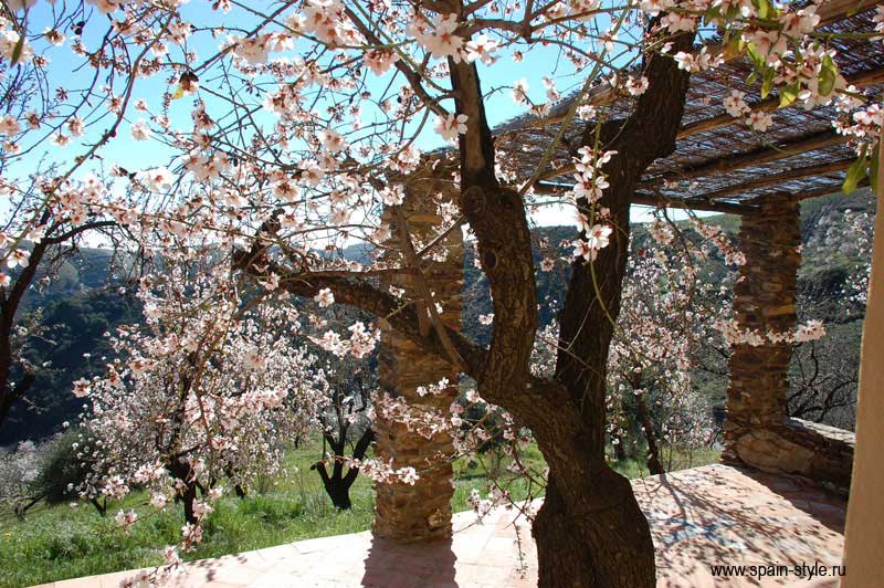 Almendras florecientes, Cortijo rural en Las Alpujarras