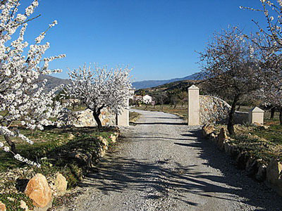 The road to the finca is decorated with wild flowers and stones